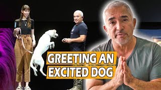 How To Calm An Excited Dog First Meeting  Live Dog Demo [upl. by Annala]