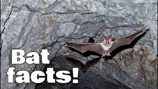 Bat Facts for Kids  Animal Learning Video [upl. by Farrah97]