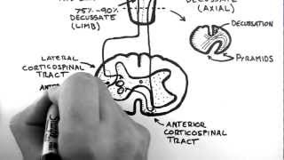 Spinal Pathways 4  Corticospinal Tract [upl. by Teufert]