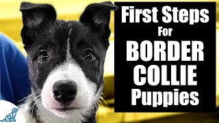 Border Collie Puppy Training  10 Skills To TEACH FIRST [upl. by Mintun]