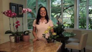 How to Choose and Care for Orchids  Costa Farms [upl. by Ednihek]