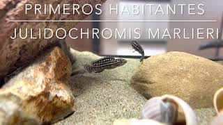 Julidochromis marlieri [upl. by Enigroeg]