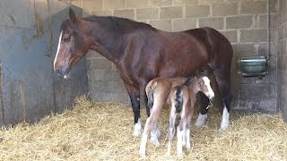 Meet the rare twin foals [upl. by Alrac]