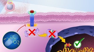 Mechanism of Action of JAK Inhibitors [upl. by Aikemehs]