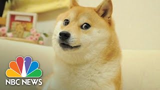 Iconic Dogecoin Dog Meme To Be Auctioned Off As NFT [upl. by Middle159]