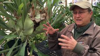 All About Staghorn Ferns [upl. by Mandi]