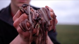 How to catch Night CrawlersFree live bait [upl. by Harmon842]