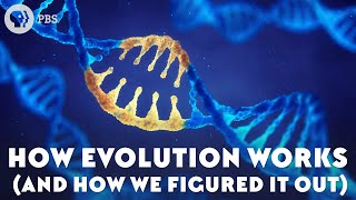 How Evolution Works And How We Figured It Out [upl. by Harneen]