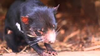 What Does a Tasmanian Devil Sound Like [upl. by Marlen]