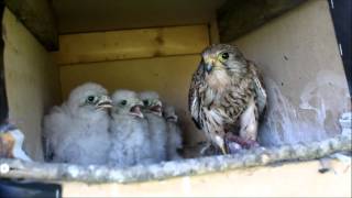 kestrels nesting [upl. by Akzseinga66]