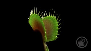 Deadly Plants Killing Bugs  Carnivorous Plant Timelapse [upl. by Hotze534]