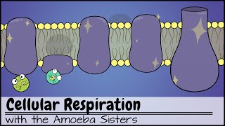 Cellular Respiration UPDATED [upl. by Zimmermann783]