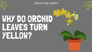 Why Do Orchid Leaves Turn Yellow  Prevention Tips [upl. by Artaed]