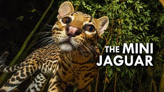 Ocelot The Mini Jaguar [upl. by Smalley]