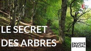 Envoyé spécial Le secret des arbres  26 octobre 2017 France 2 [upl. by Keyser]