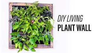 How to Make a Living Plant Wall DIY [upl. by Grimbly]