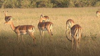 Wonders of the wild The Serengeti [upl. by Yortal]