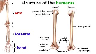 The Skeletal System [upl. by Edouard]