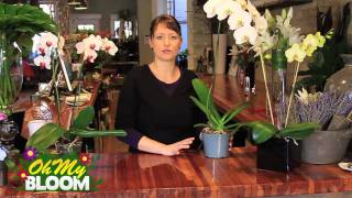 How to properly care for Orchids [upl. by Maible]