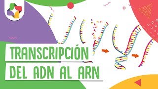 Transcripción del ADN al ARN  Educatina [upl. by Llertrac]