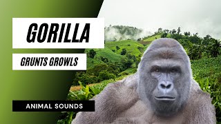 The Animal Sounds Gorilla Grunts Growls  Sound Effect  Animation [upl. by Miun]