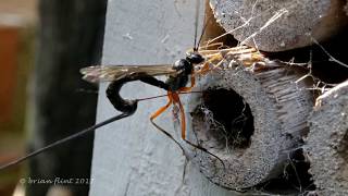 Parasitoid Wasps [upl. by Valerie]