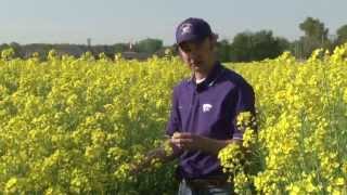 Canola in Kansas [upl. by Fax992]