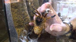 Pterinochilus murinus Pickup Grab OBT Orange Baboon Tarantula Orange Bitey Thing [upl. by Jeramie694]