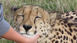 CHEETAH PURRING 😍 Because Big Cats Purr Too  CUTE [upl. by Valleau795]