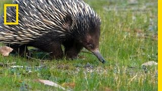 Prickly Love Echidnas Caught Mating  National Geographic [upl. by Converse57]