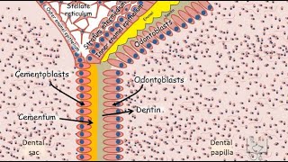 Development of Tooth  Part 5 Root formation [upl. by Atiuqaj]