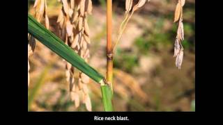 Rice Diseases Rice Blast [upl. by Gifford134]