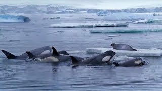 Killer Whale Hunting Techniques [upl. by Fish]