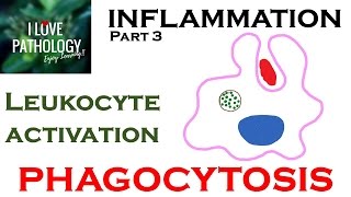 INFLAMMATION Part 3 Leukocyte Activation  PHAGOCYTOSIS [upl. by Denna314]