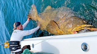 MASSIVE 500lb Goliath Grouper [upl. by Elden259]