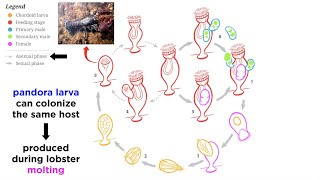 Phylum Cycliophora RingBearing Symbions [upl. by Akel]