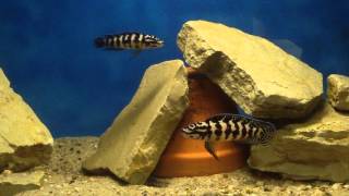 Julidochromis transcriptus gombe [upl. by Gunar]