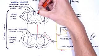 Sensory Tracts  Dorsal Column Medial lemniscus Pathway [upl. by Marcos]