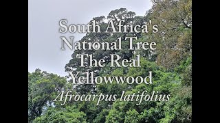 South Africas National Tree amp How to sow Yellowwoods Afrocarpus latifolius [upl. by Udelle75]