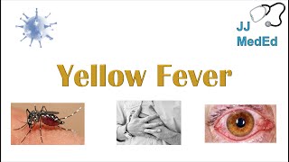 Yellow Fever  Pathogenesis mosquitoes virus Signs amp Symptoms Diagnosis and Treatment [upl. by Ivers]