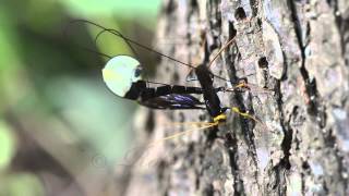 Giant Black Ichneumon Wasp Megarhyssa atrata ovipositing [upl. by Cooperstein]