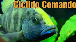 CICLIDO COMANDO  ficha técnica y consejos de cuidado [upl. by Couchman]