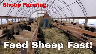 Sheep Farming  Quick Easy amp Simple Way To Feed Sheep [upl. by Aihseket979]