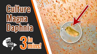 How to culture DAPHNIA MAGNA  The easy way [upl. by Rollins215]