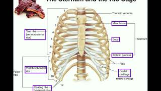 Anatomy  The Sternum Rib Cage amp Vertebrae [upl. by Nelyak]