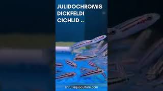 JULIDOCHROMIS DICKFELDI CICHLID [upl. by Zingg]