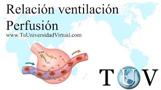 relacion ventilacion alveolar vs perfusion VQ [upl. by Orel]