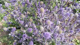 Sea Holly Eryngium planum [upl. by Dennis]