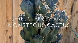 Cereus Peruvianus Monstrous Cactus [upl. by Meek]