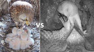 Kestrel Chicks Thriving Despite Brutal Barn Owl Attack  Mr amp Mrs Kes  Robert E Fuller [upl. by Esbensen]